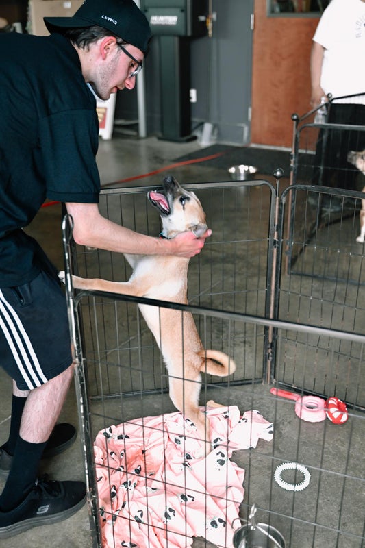 Rides And Rescues Dog